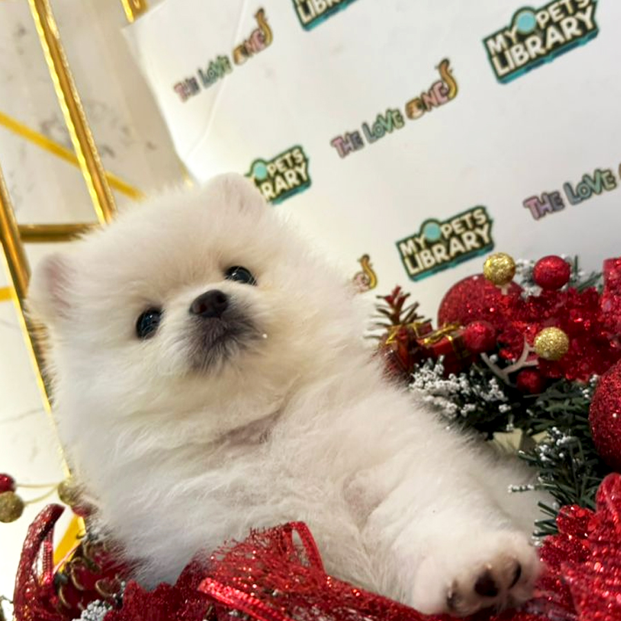 Tiny Pomeranian Puppy (Female) For Sale