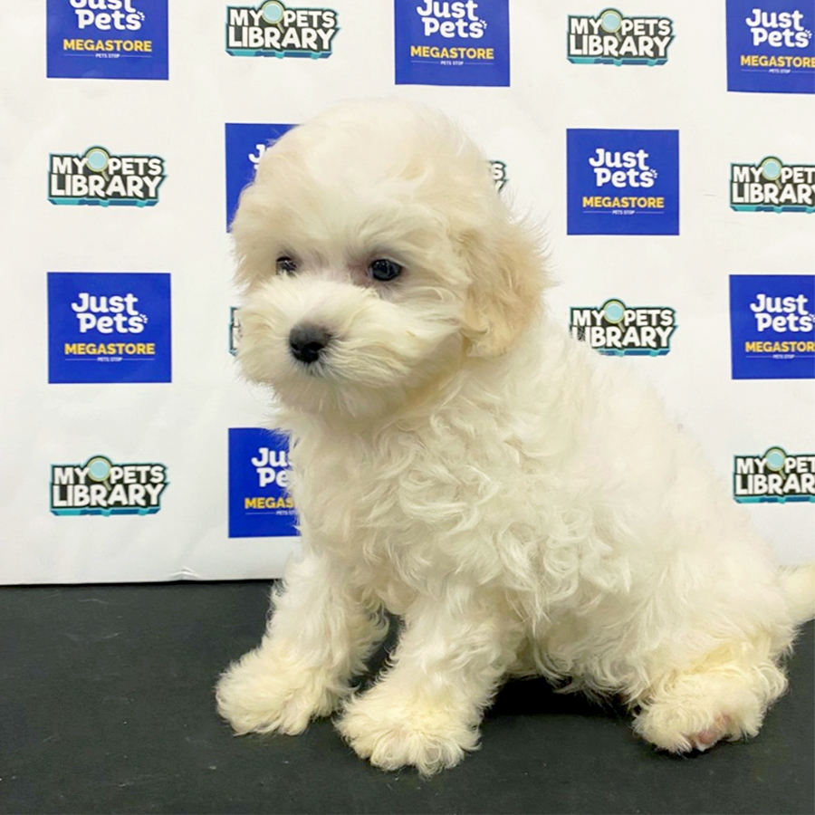 Maltese Puppy (Female) For Sale