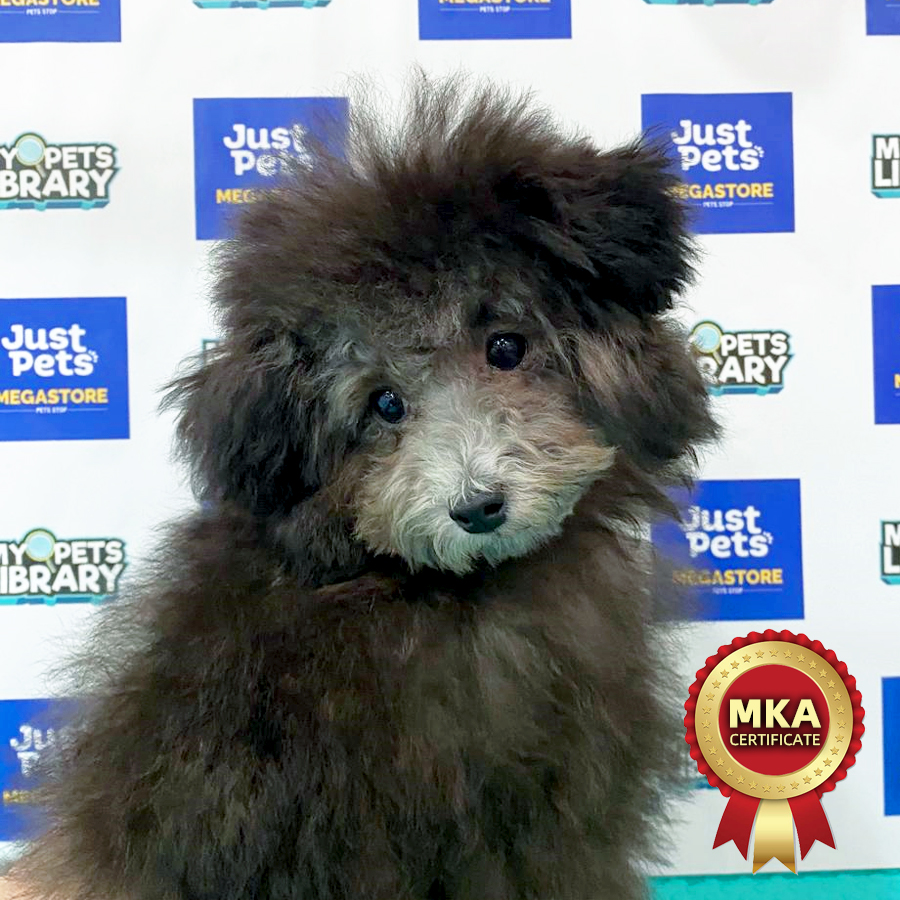 MKA Tiny Poodle Puppy (Female) For Sale