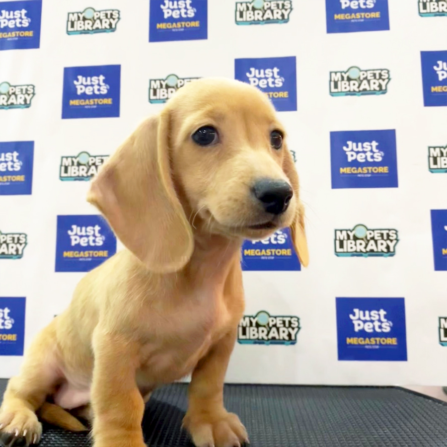 Dachshund Puppy (Male) For Sale