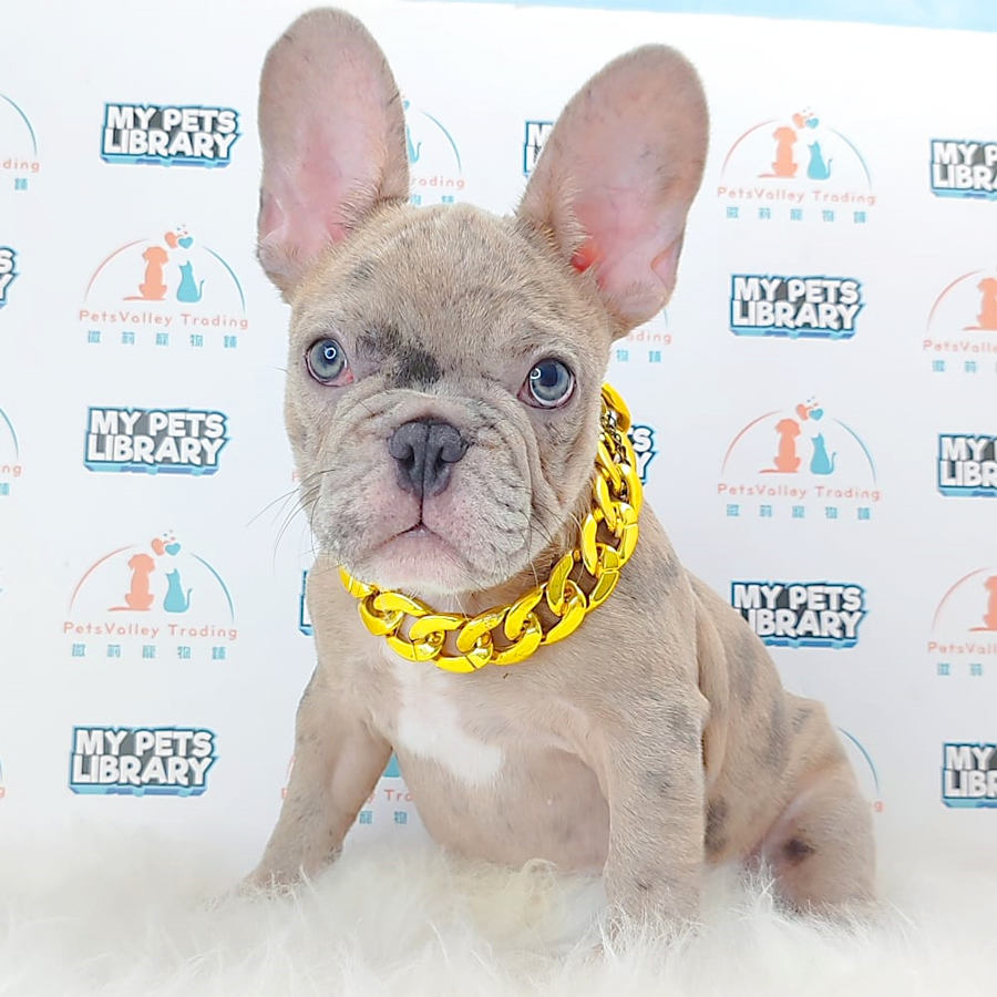French Bulldog Puppy (Male) For Sale
