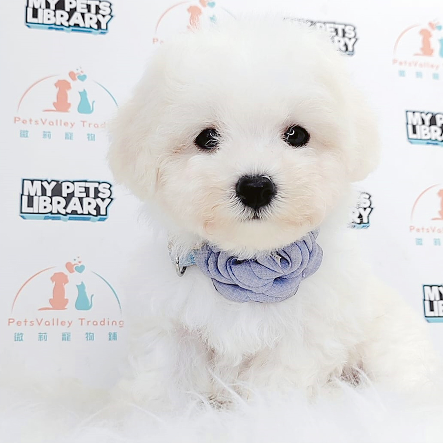 Toy Poodle Puppy (Male) For Sale