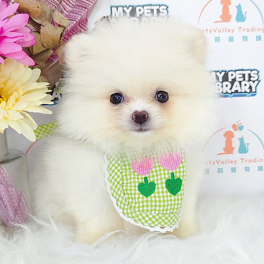 Pomeranian Puppy (Male) For Sale