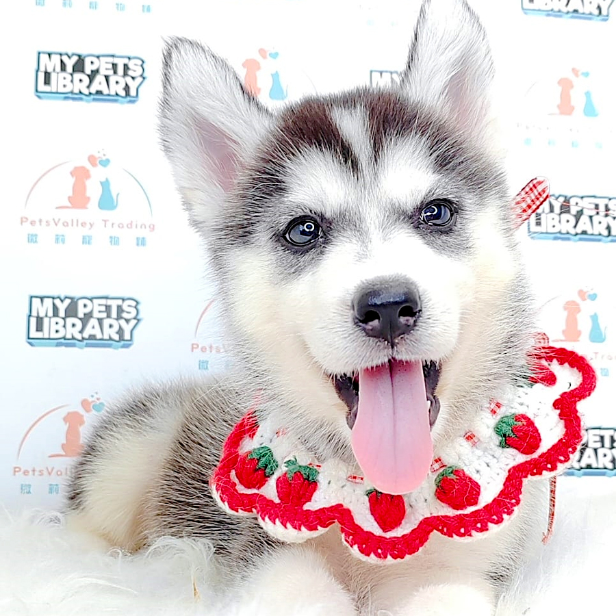 Alaskan Husky Puppy (Female) For Sale
