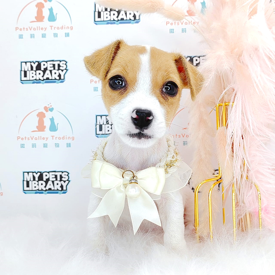 Jack Russell Puppy (Female) For Sale