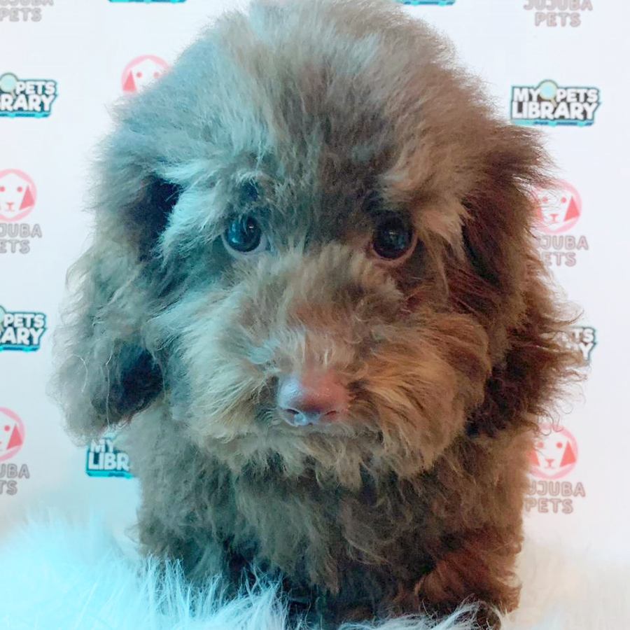 Toy Poodle Puppy (Male) For Sale
