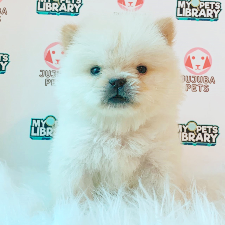 Chow Chow Puppy (Female) For Sale