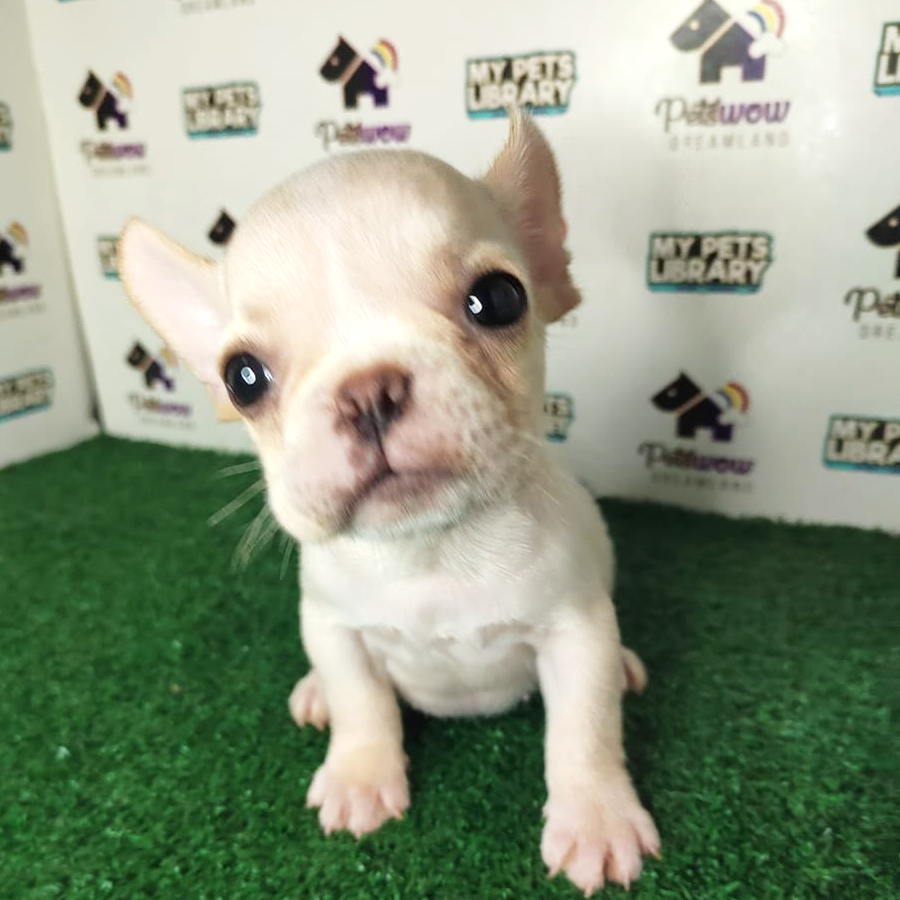 French Bulldog Puppy (Female) For Sale