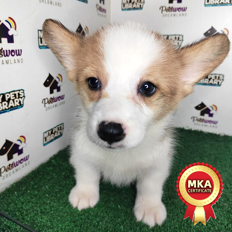 MKA Pembroke Welsh Corgi Puppy (Female) For Sale