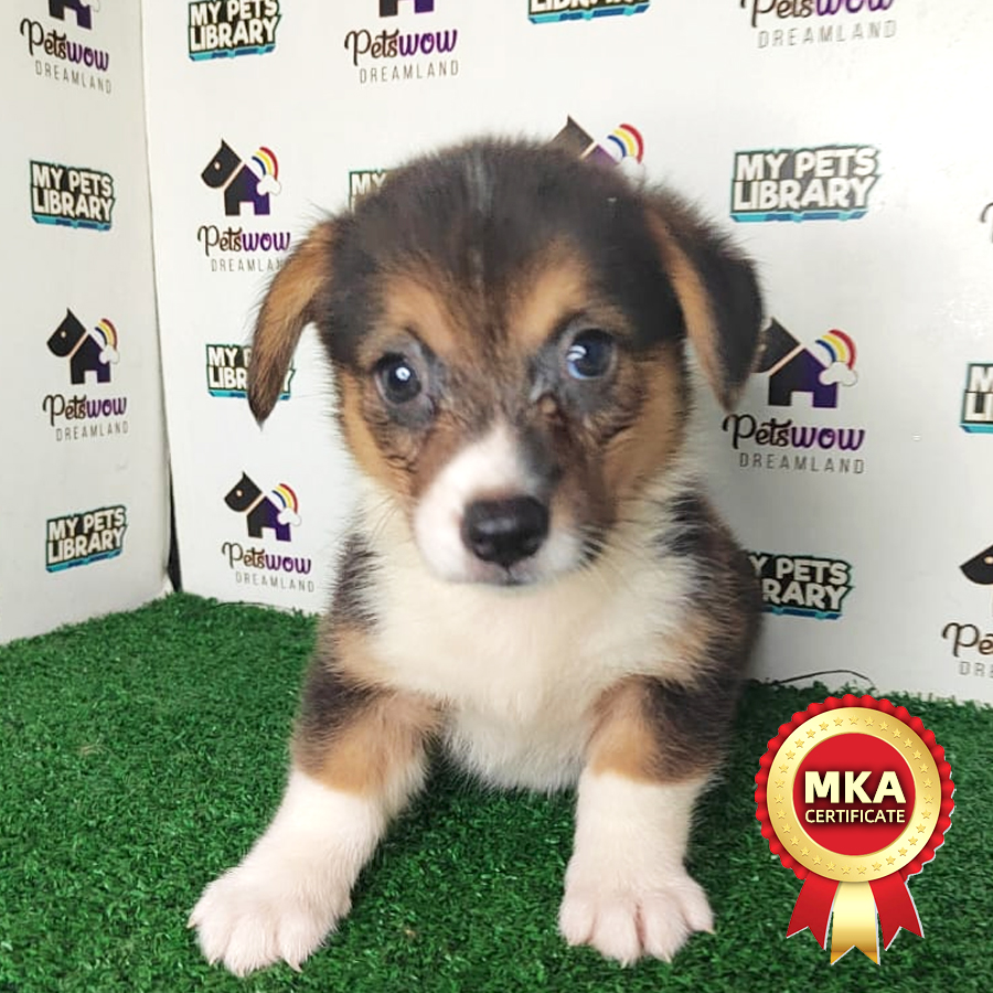 MKA Pembroke Welsh Corgi Puppy (Female) For Sale