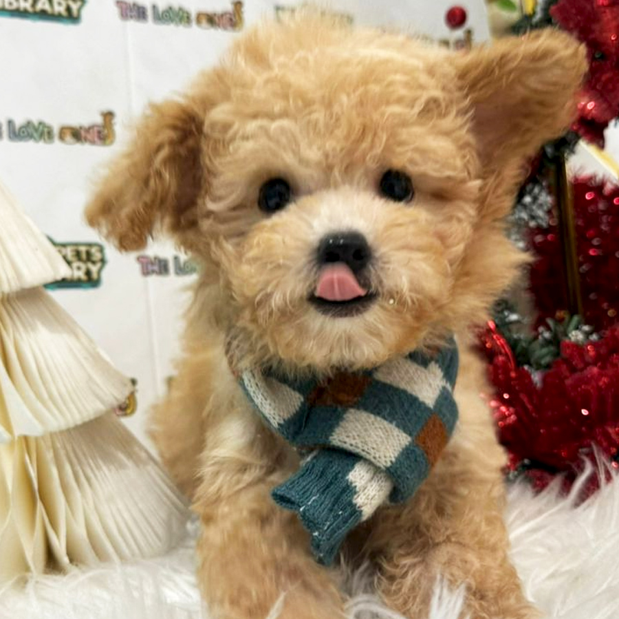Maltipoo Puppy (Male) For Sale