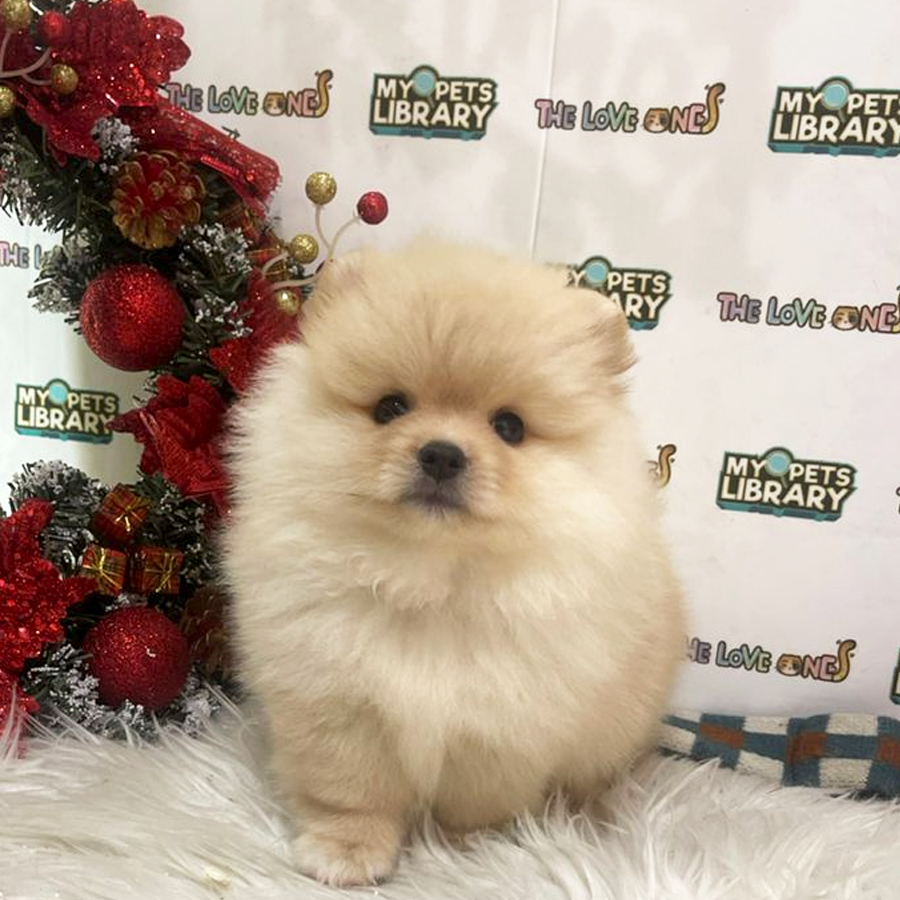 Tiny Pomeranian Puppy (Male) For Sale