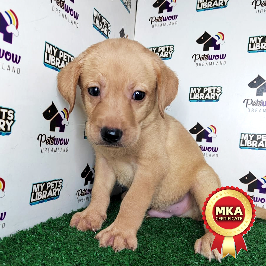 MKA Labrador Retriever Puppy (Male) For Sale