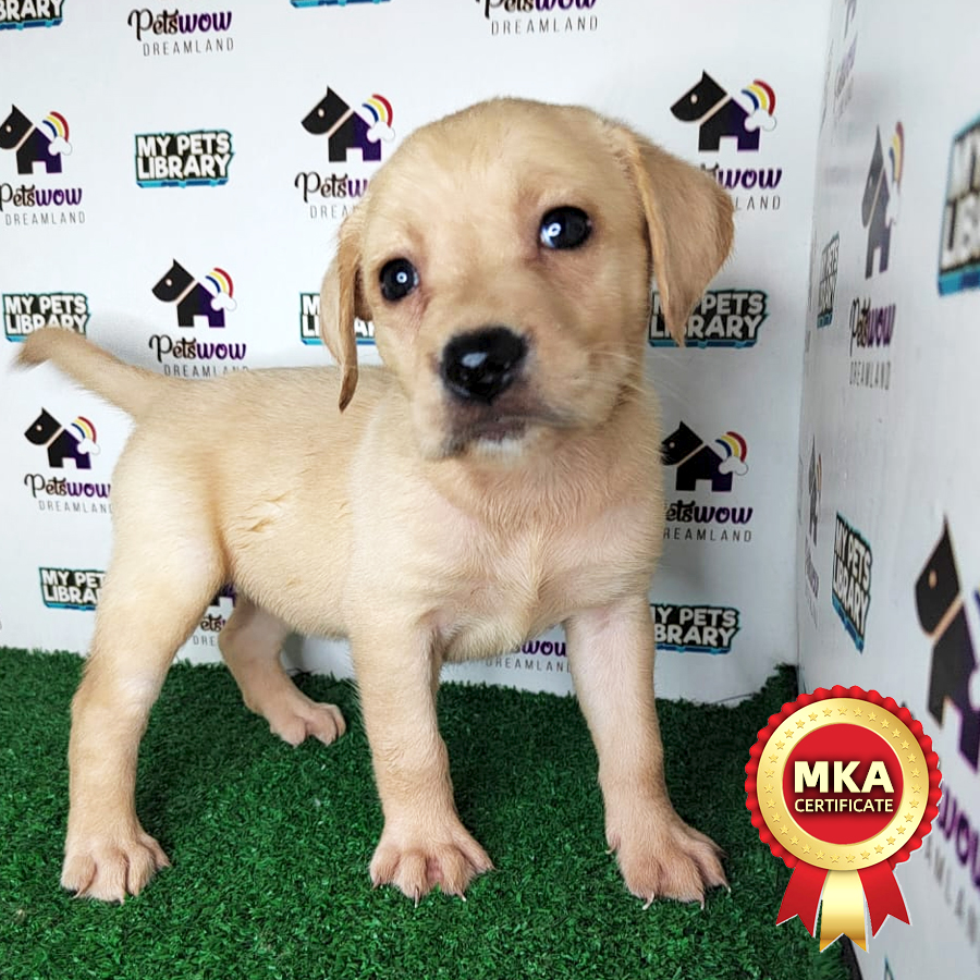 MKA Labrador Retriever Puppy (Female) For Sale