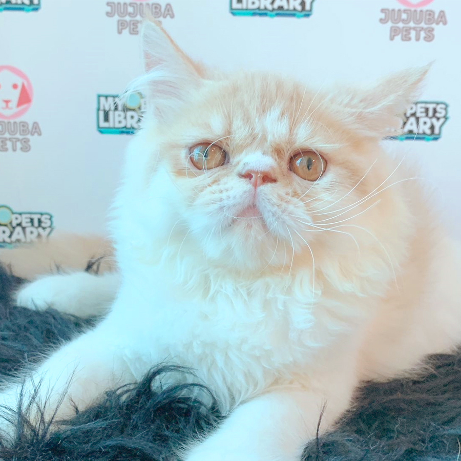 Persian Kitten (Male) For Sale