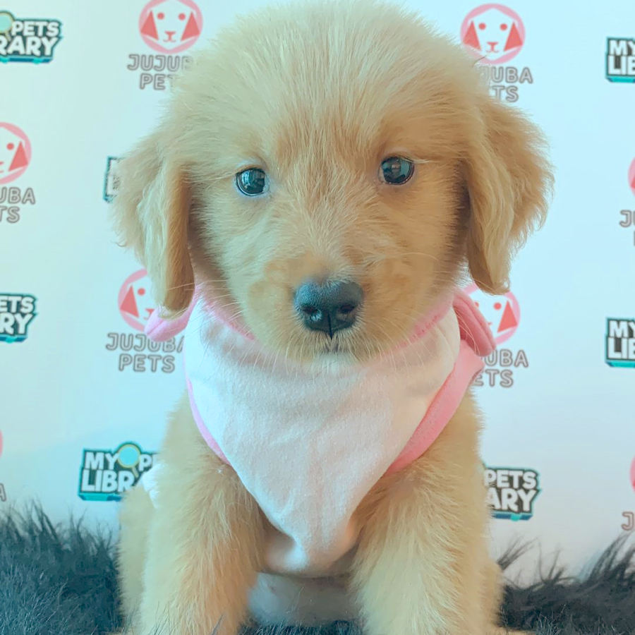 Golden Retriever Puppy (Female) For Sale