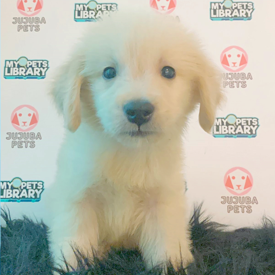 Golden Retriever Puppy (Male) For Sale