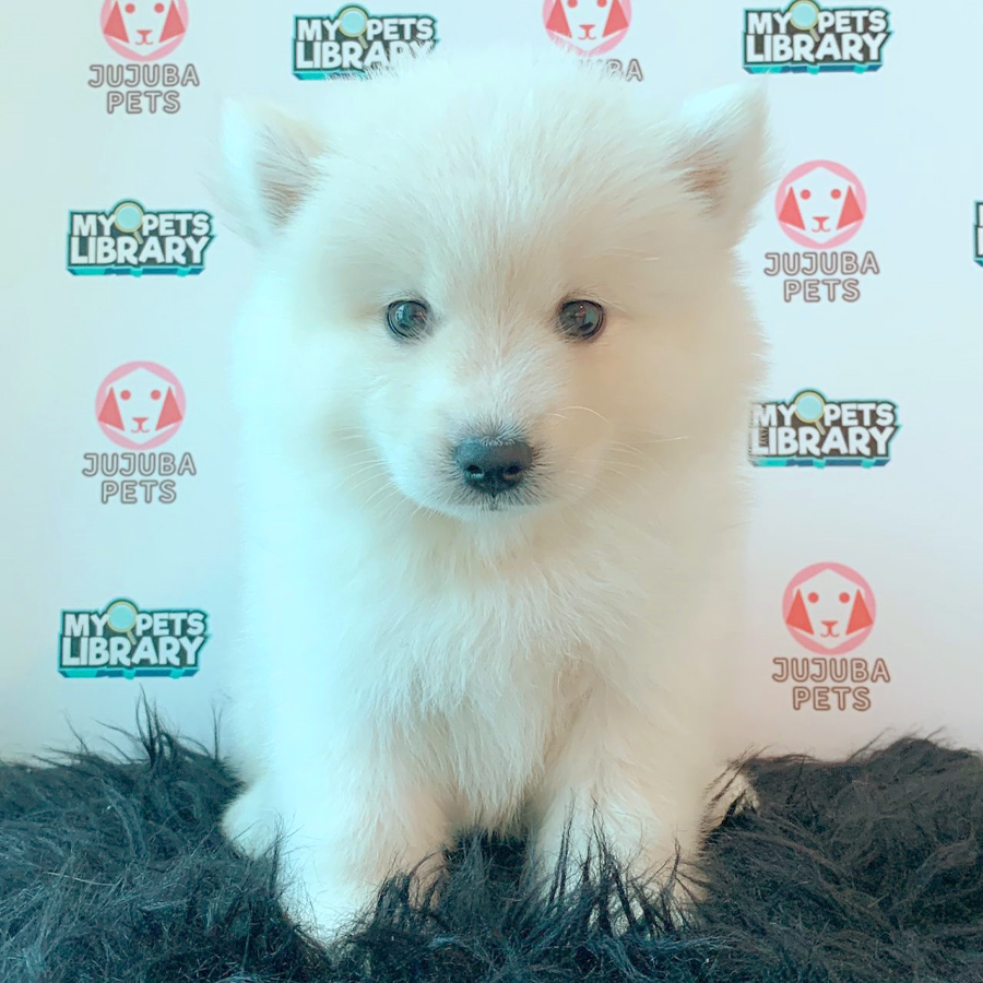 Pomsky Puppy (Female) For Sale