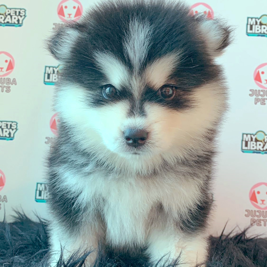 Pomsky Puppy (Male) For Sale