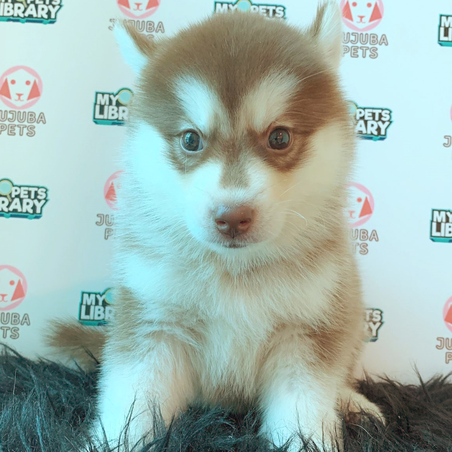 Pomsky Puppy (Male) For Sale
