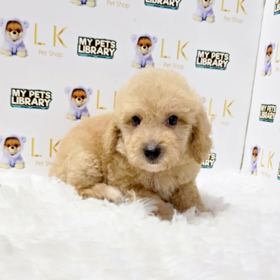 Maltipoo Puppy (Male) For Sale