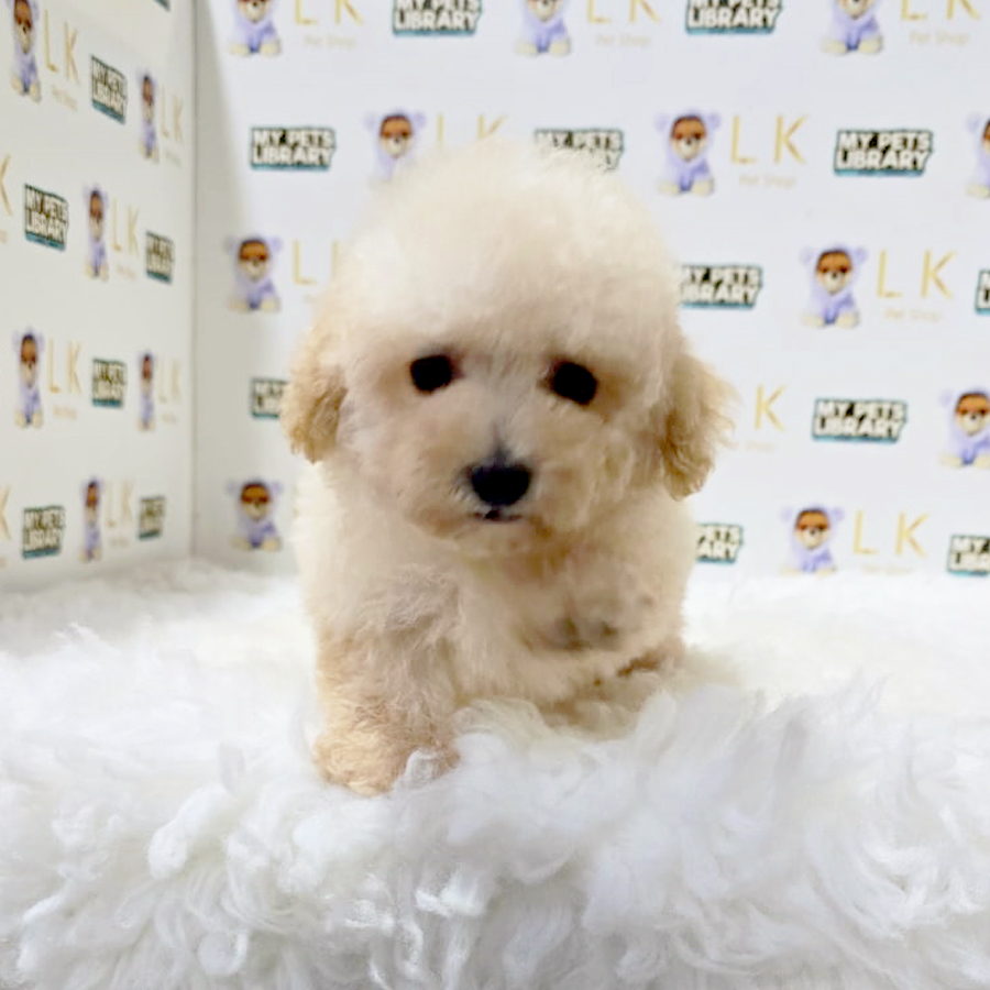 Maltipoo Puppy (Male) For Sale