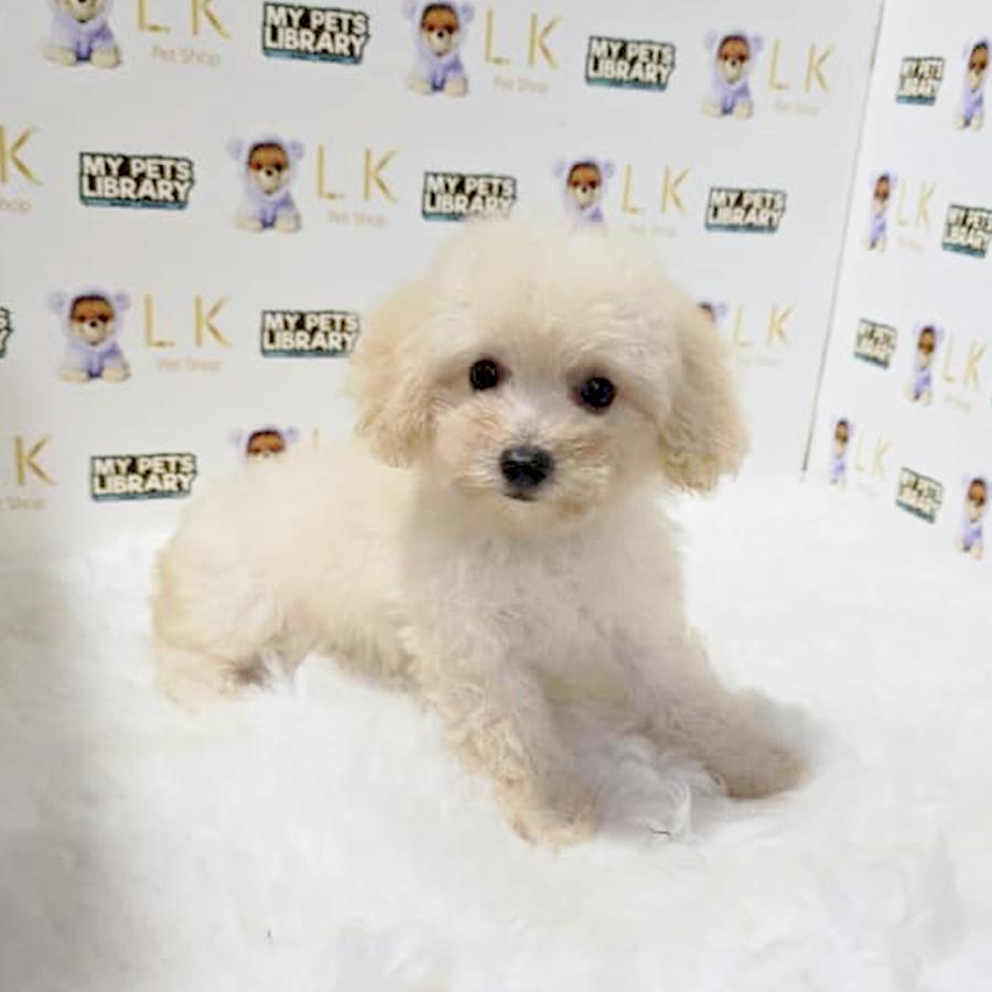 Maltipoo Puppy (Female) For Sale