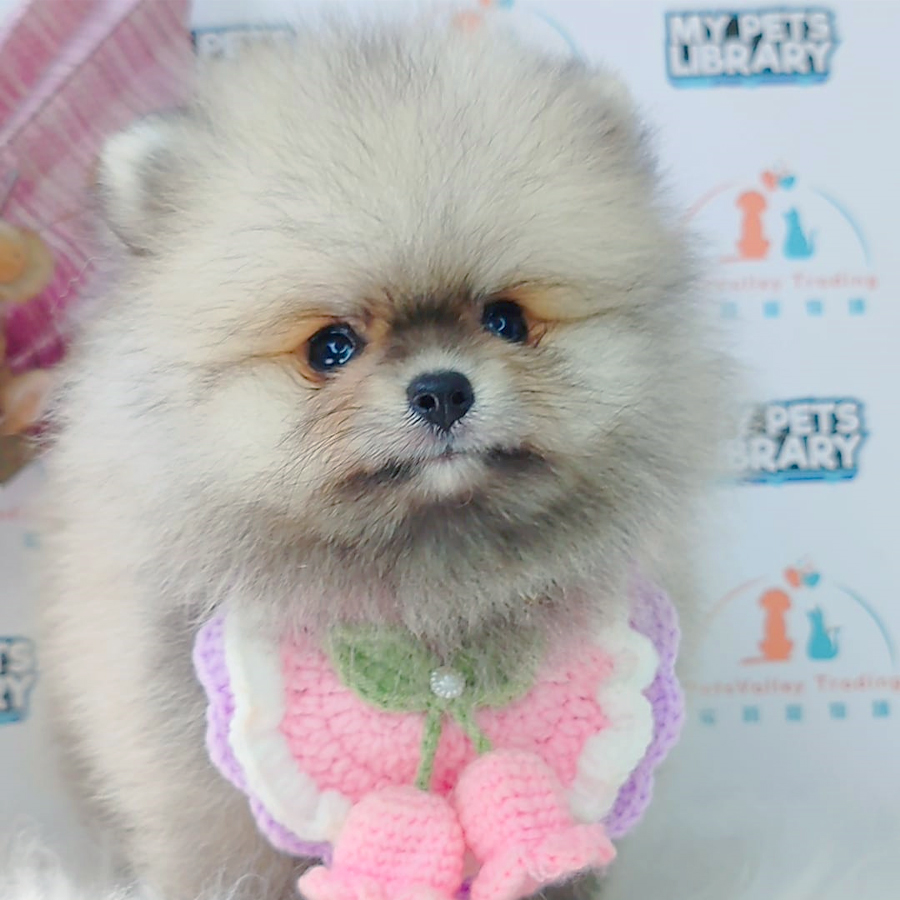 Pomeranian Puppy (Male) For Sale