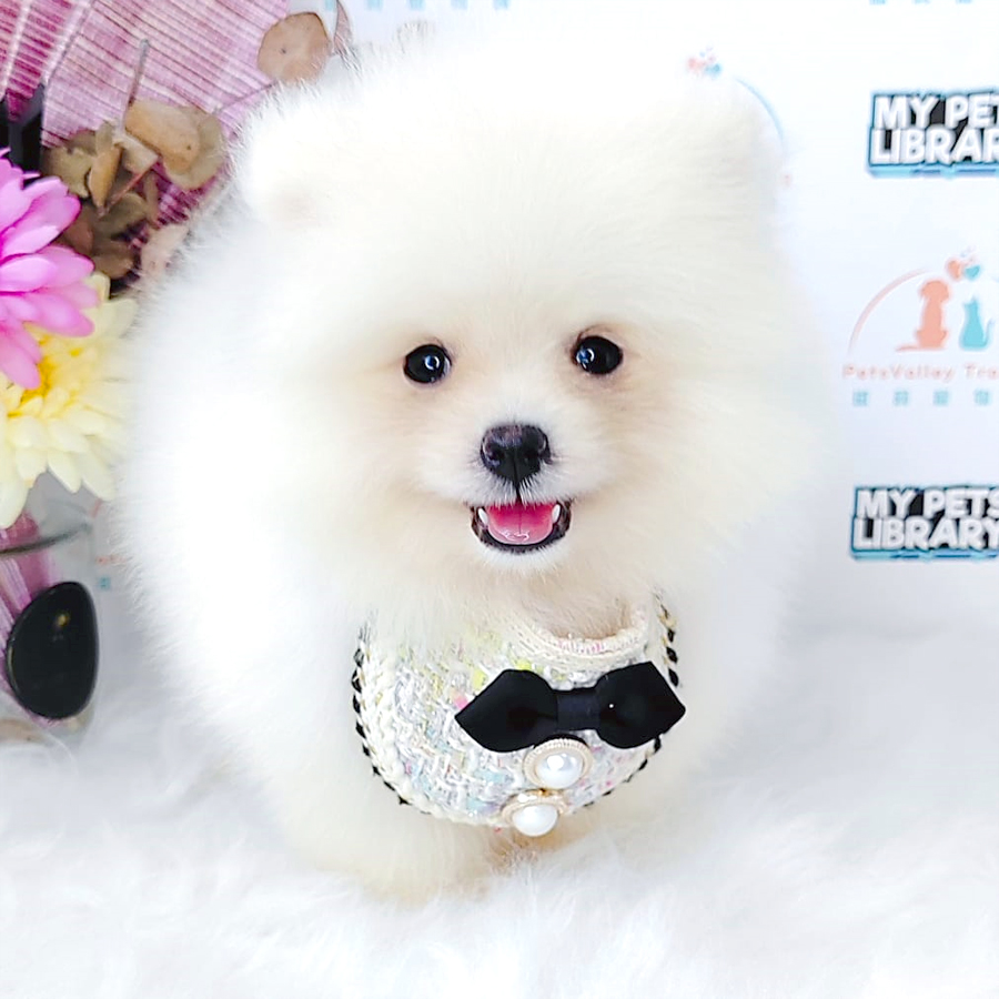 Pomeranian Puppy (Male) For Sale