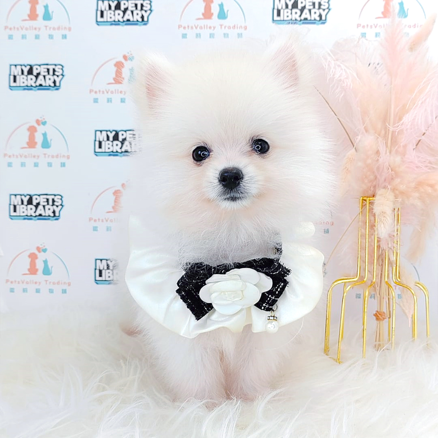 Pomeranian Puppy (Male) For Sale
