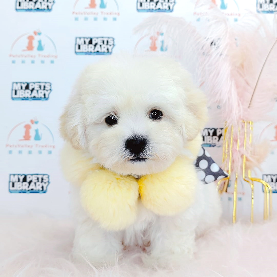 Maltipoo Puppy (Male) For Sale