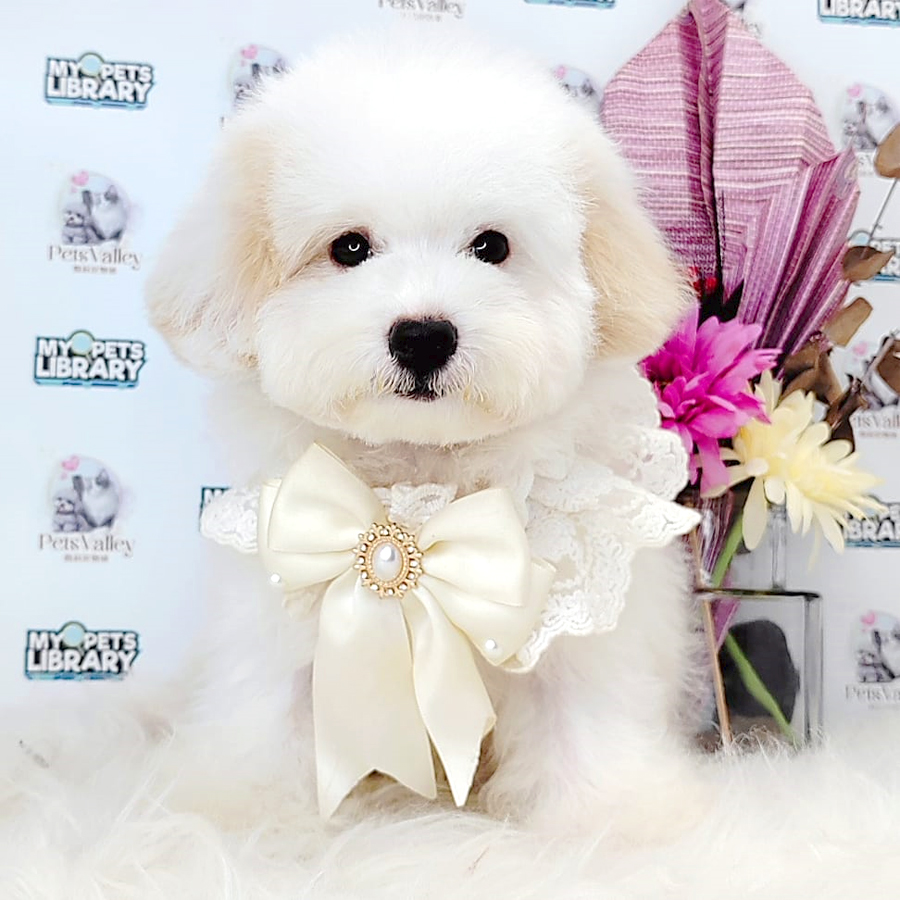 Toy Poodle Puppy (Male) For Sale
