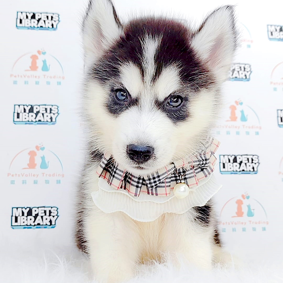 Alaskan Husky Puppy (Male) For Sale