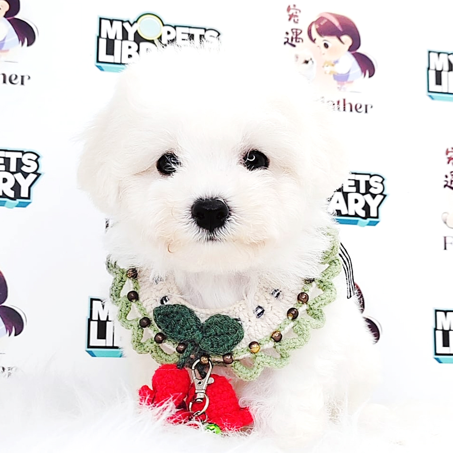 Poodle Puppy (Male) For Sale