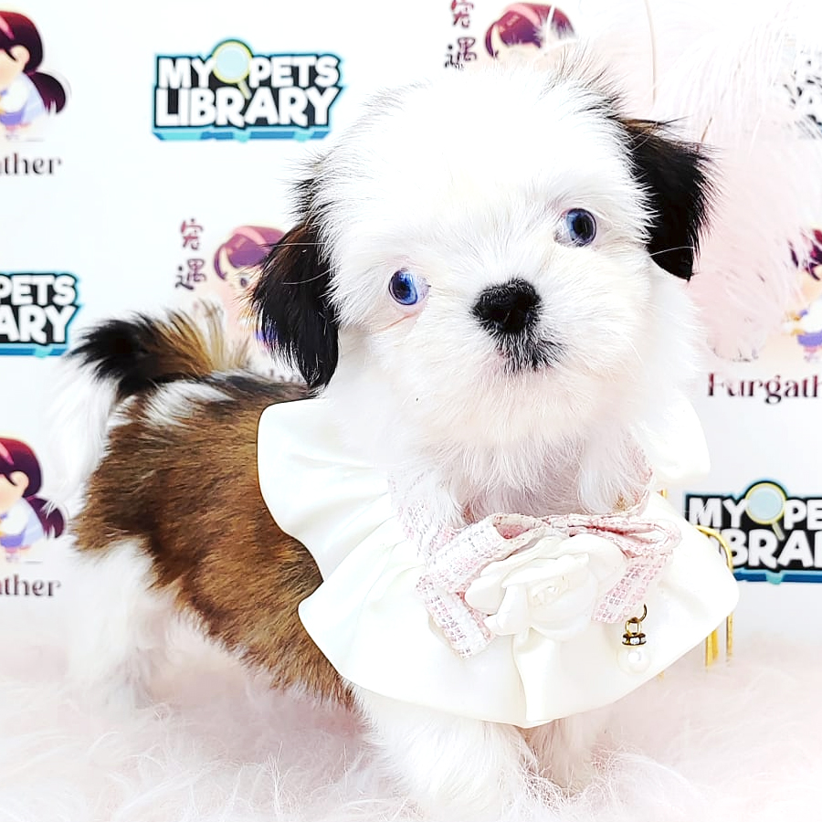 Shih Tzu Puppy (Female) For Sale