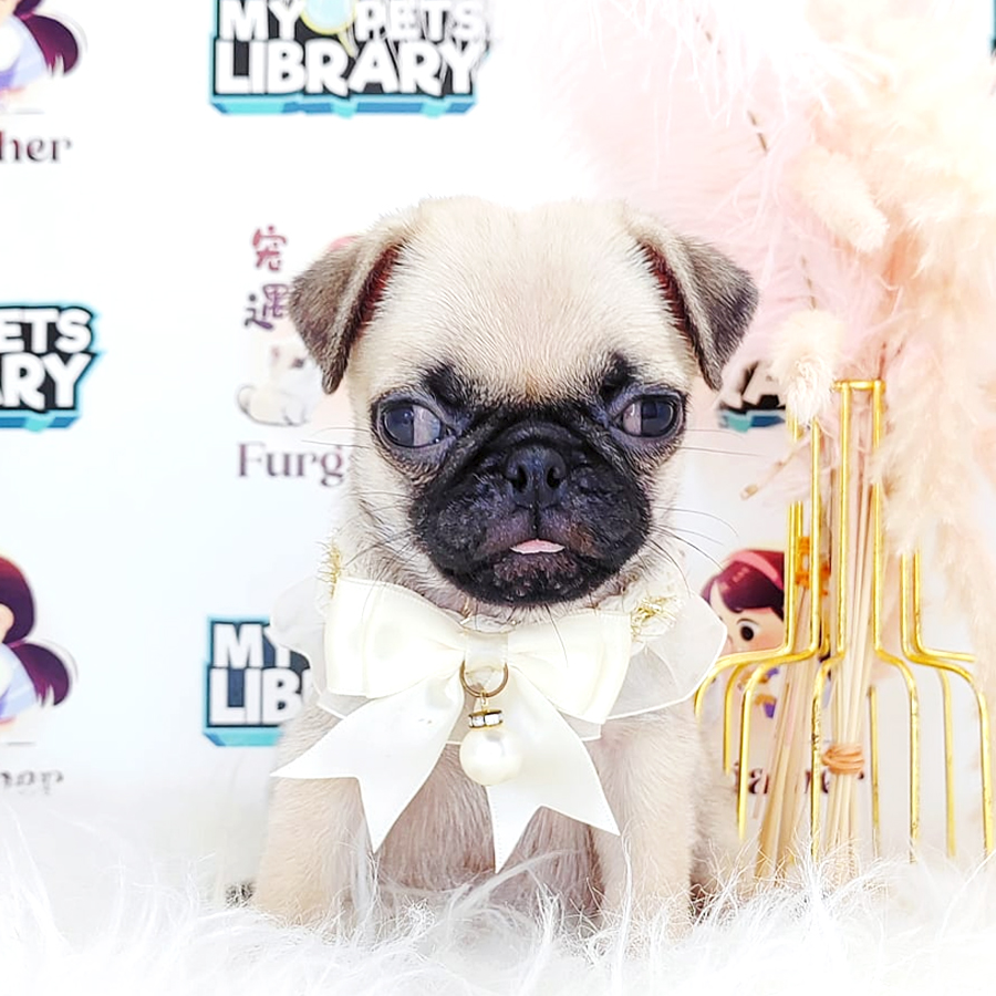 Pug Puppy (Female) For Sale