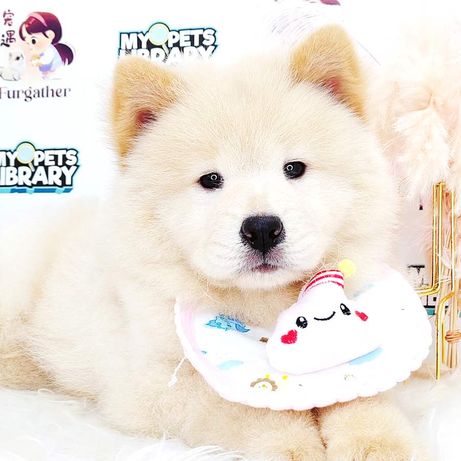 Chow Chow Puppy (Female) For Sale