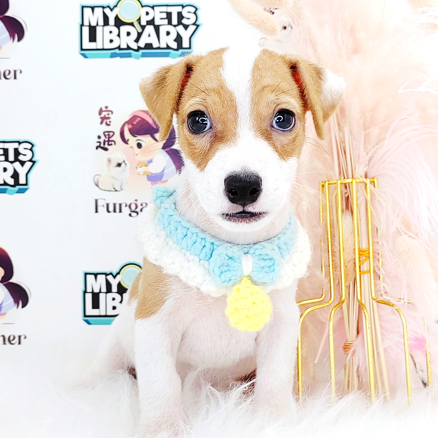 Jack Russell Puppy (Male) For Sale