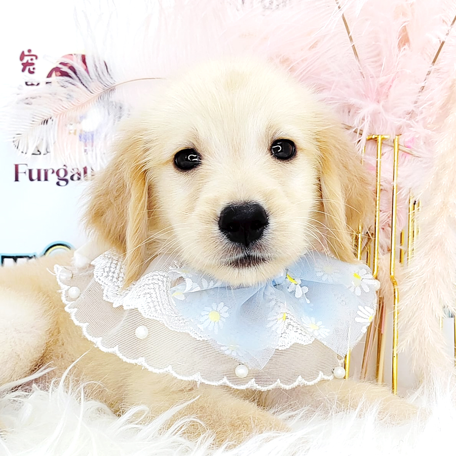 Golden Retriever Puppy (Female) For Sale