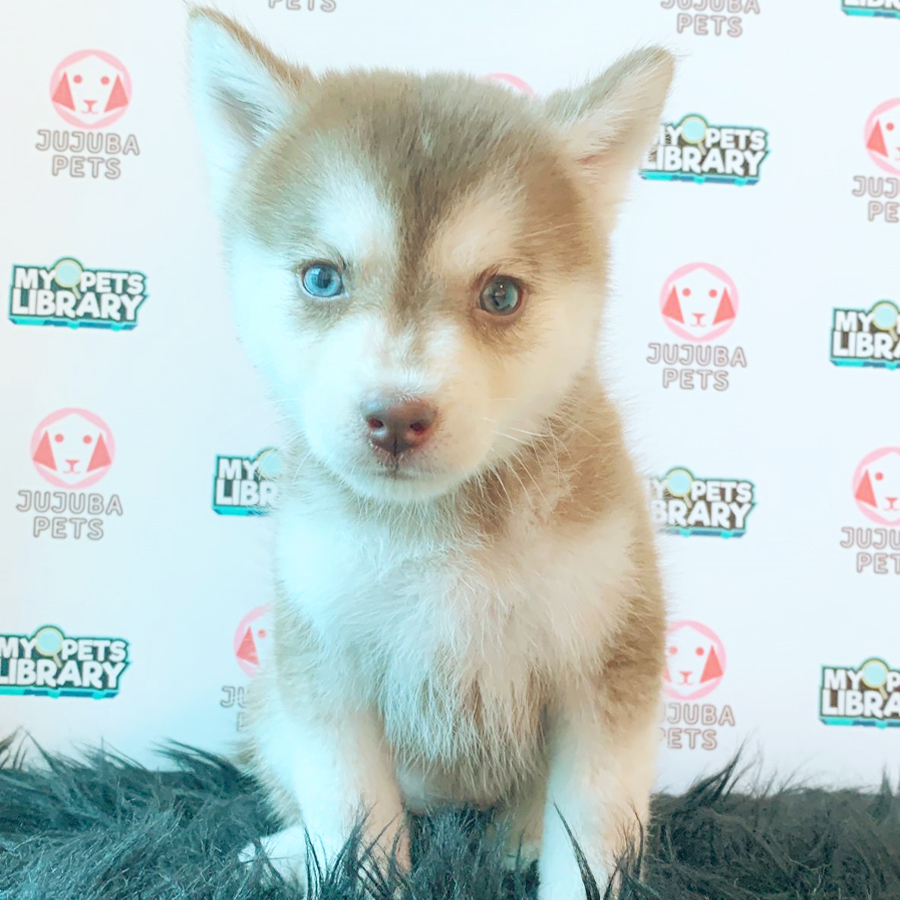 Pomsky Puppy (Female) For Sale