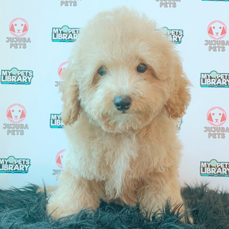 Toy Poodle Puppy (Male) For Sale