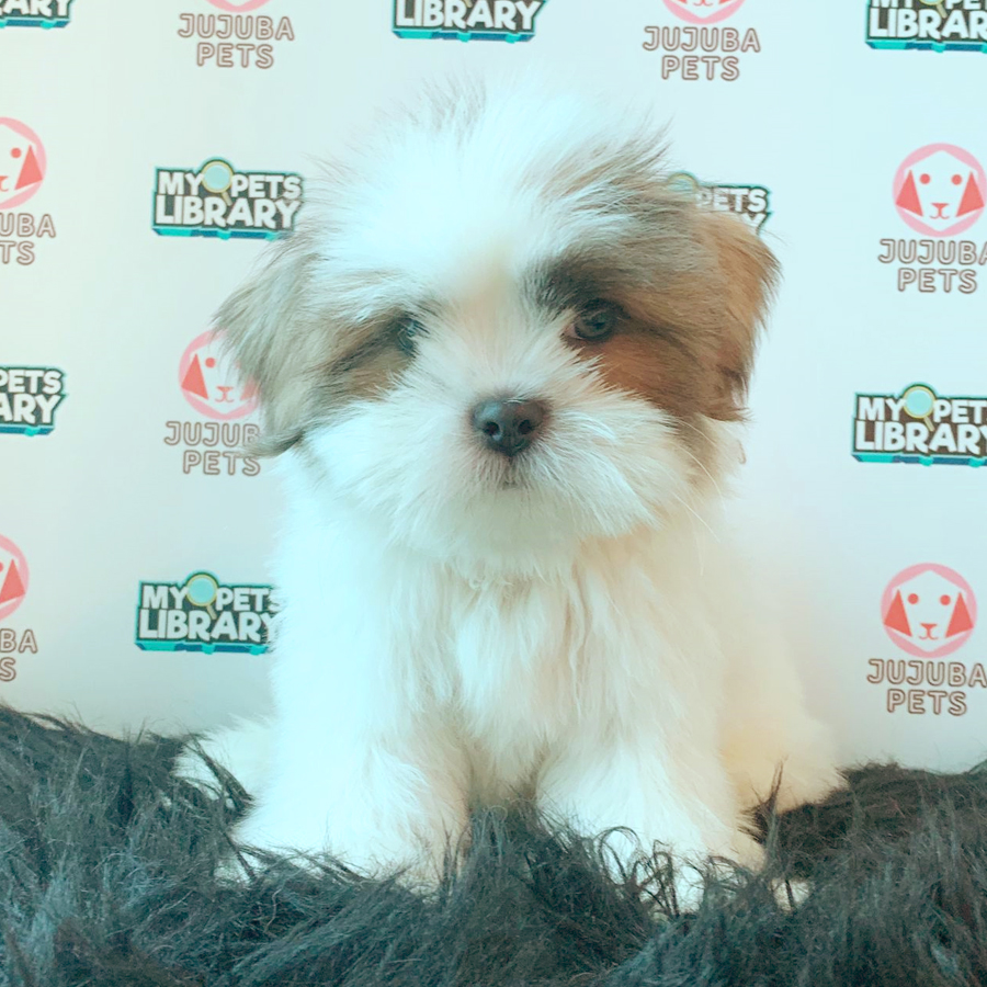 Shih Tzu Puppy (Male) For Sale