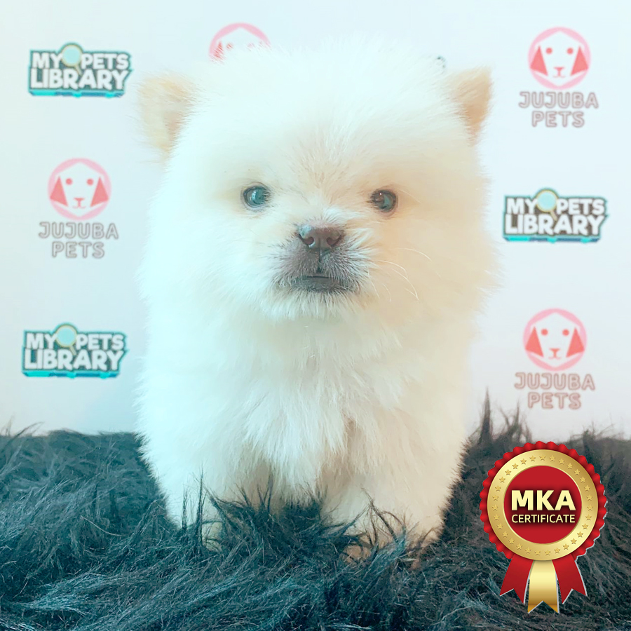 MKA Chow Chow Puppy (Female) For Sale