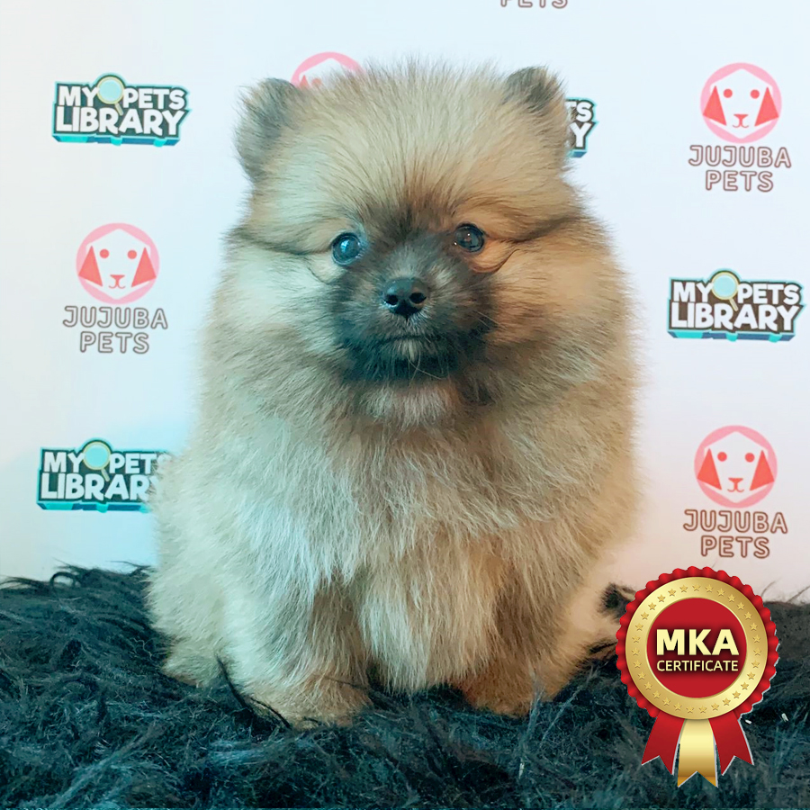MKA Pomeranian Puppy (Female) For Sale