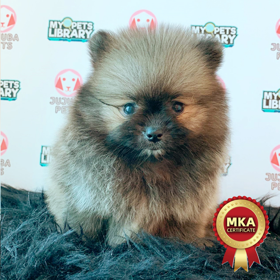 MKA Pomeranian Puppy (Male) For Sale