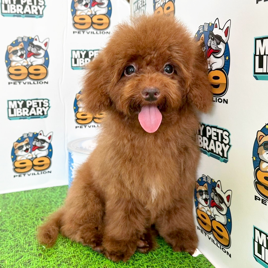 Toy Poodle Puppy (Female) For Sale