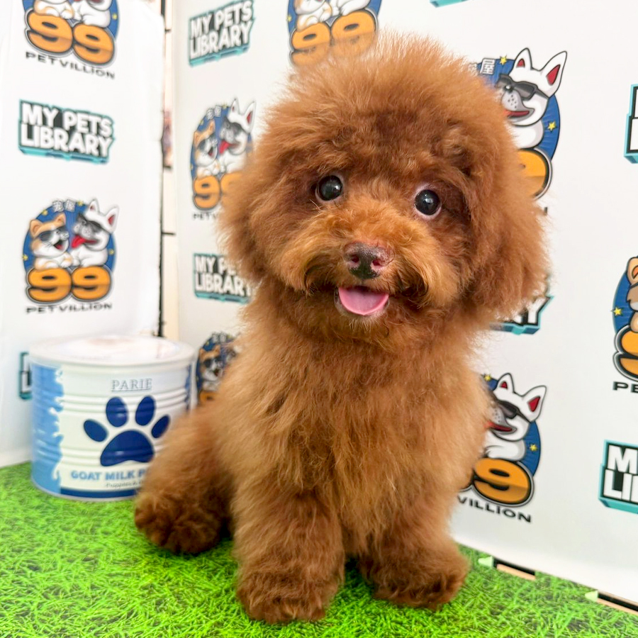 Toy Poodle Puppy (Male) For Sale