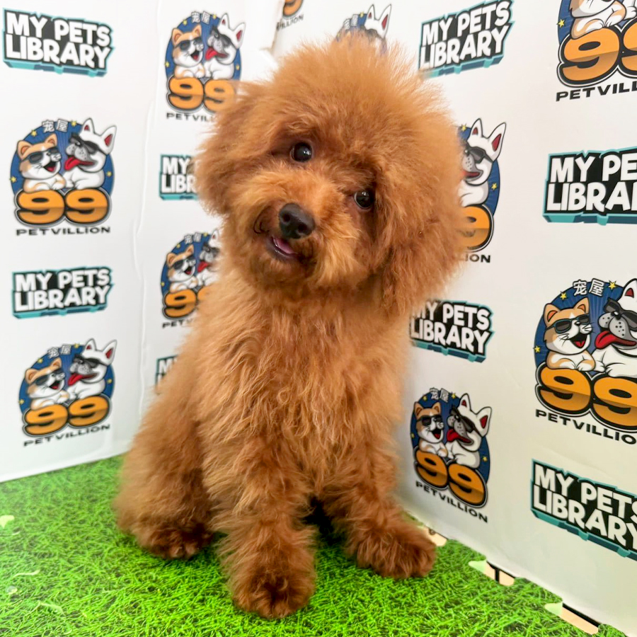 Toy Poodle Puppy (Female) For Sale