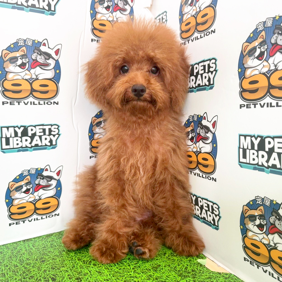 Toy Poodle Puppy (Female) For Sale