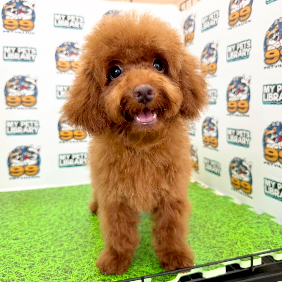 Toy Poodle Puppy (Female) For Sale